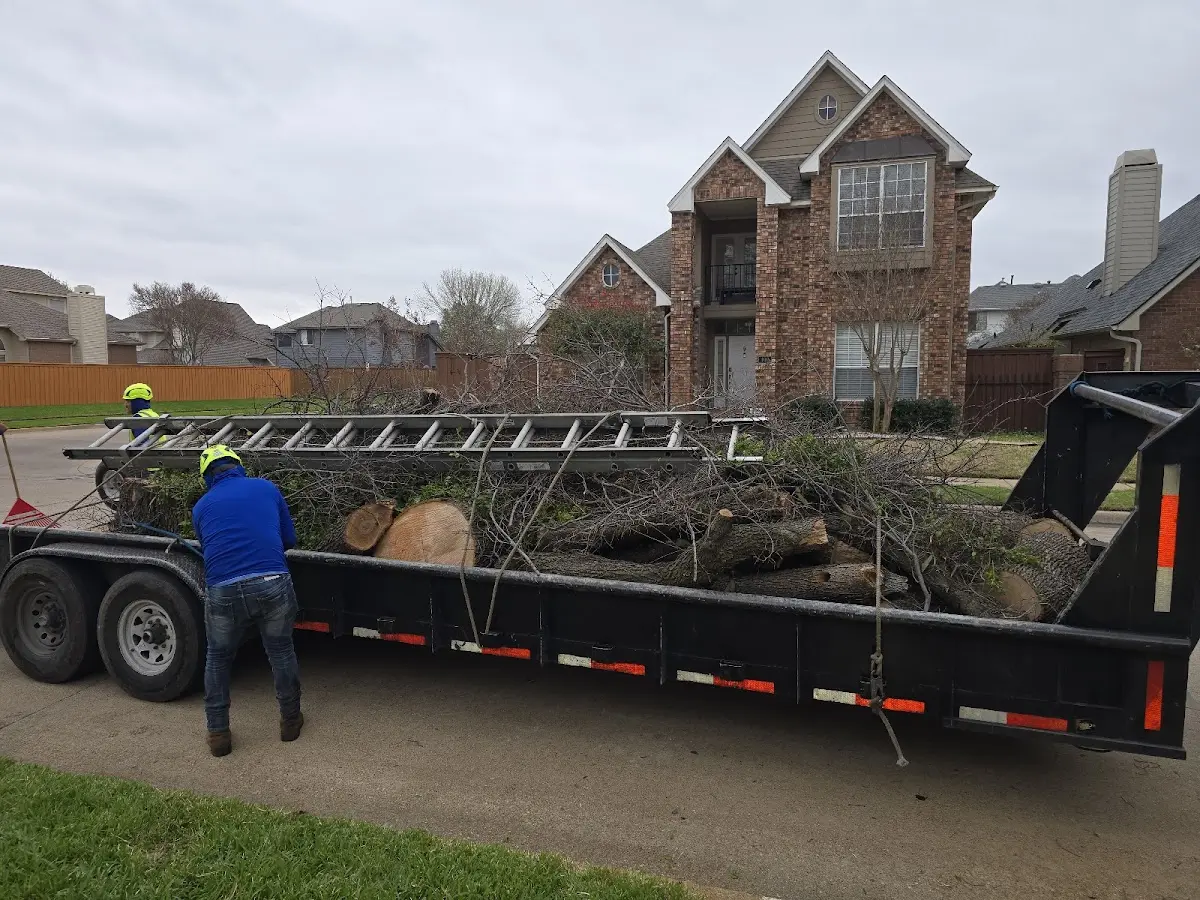Expert Deadwooding with proper safety equipment in Westerville